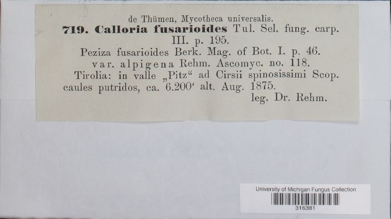 Calloria galeopsidis image