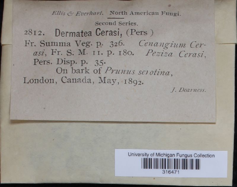 Dermatea chionanthi image