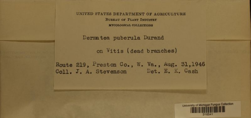 Dermatea puberula image