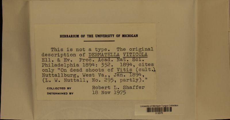 Dermatella viticola image