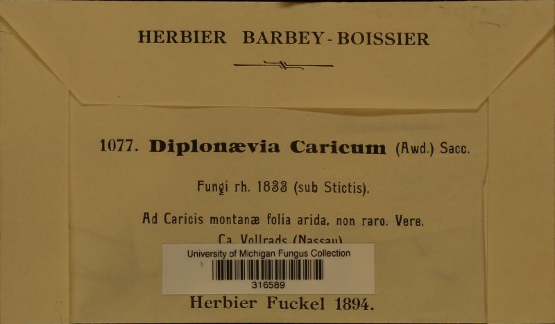 Diplonaevia caricum image
