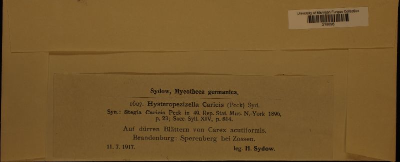 Hysteropezizella caricis image