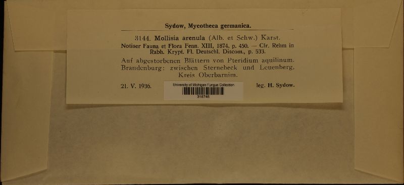 Mollisia arenula image