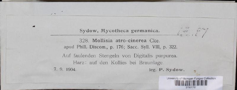 Mollisia atrocinerea image