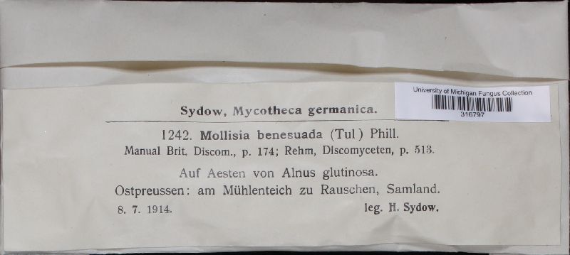 Mollisia benesuada image