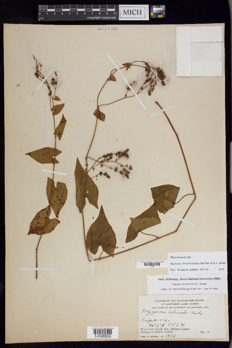 Microbotryum cilinode image