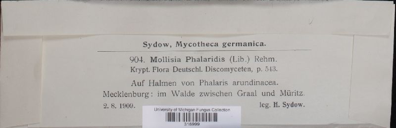 Calycellina phalaridis image