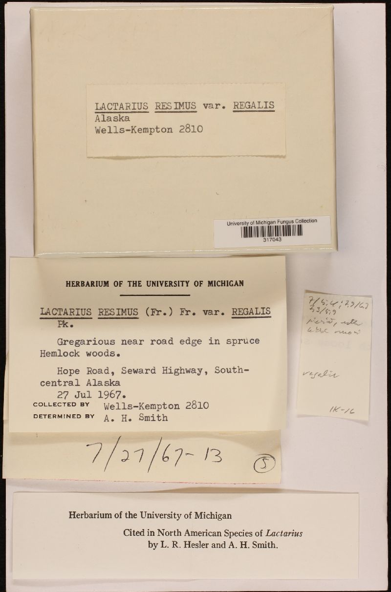 Lactarius resimus var. regalis image