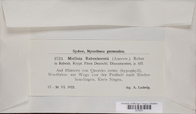 Mollisia rabenhorstii image