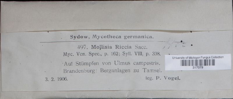 Mollisia riccia image
