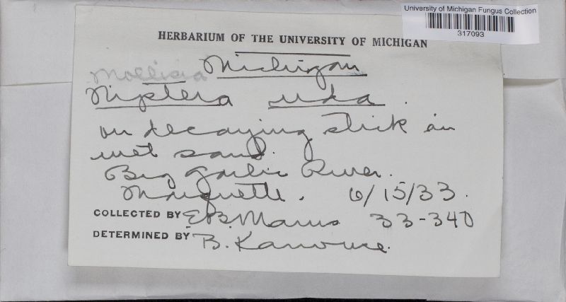 Mollisia uda image