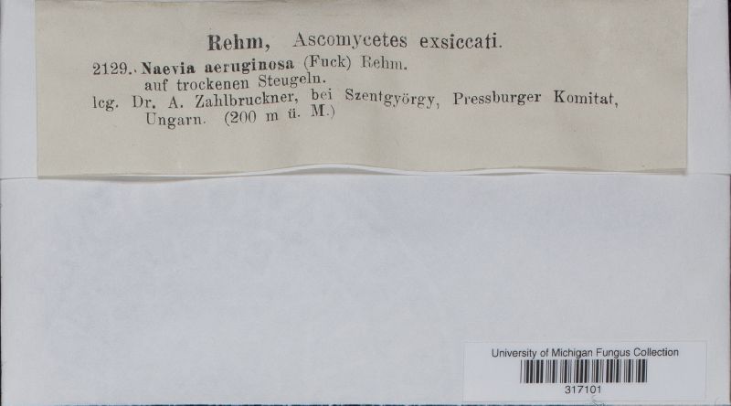 Naevia aeruginosa image