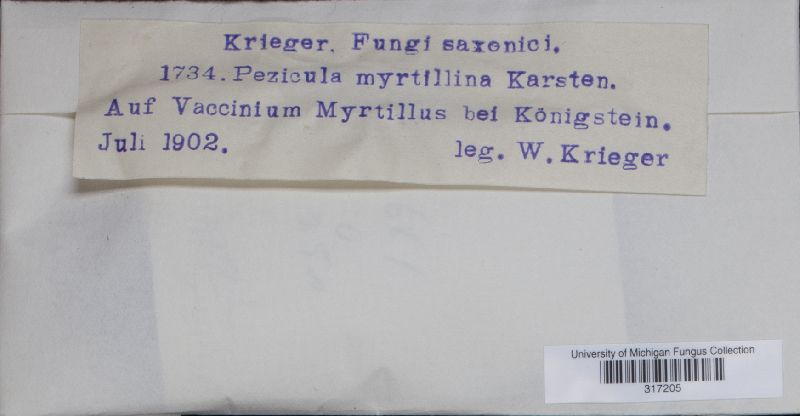 Pezicula myrtillina image
