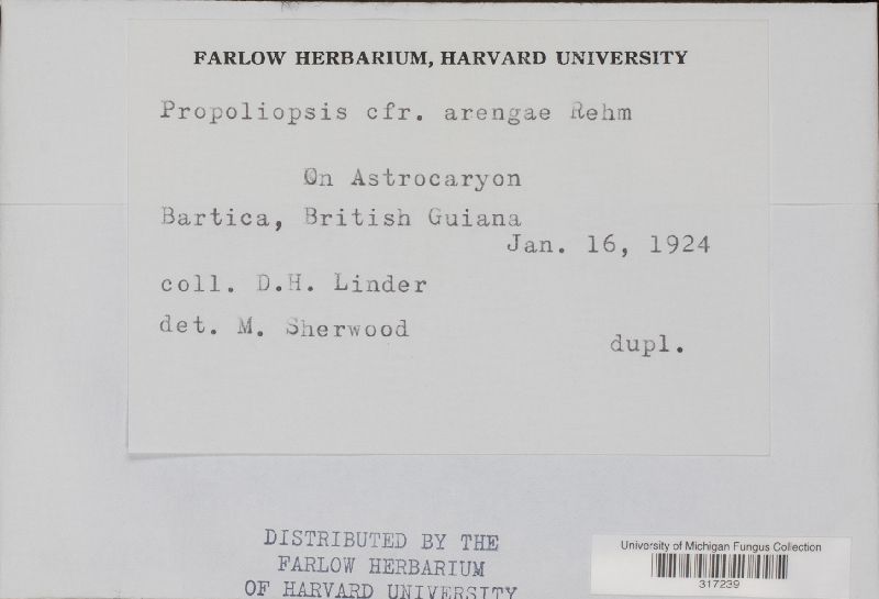 Propoliopsis image
