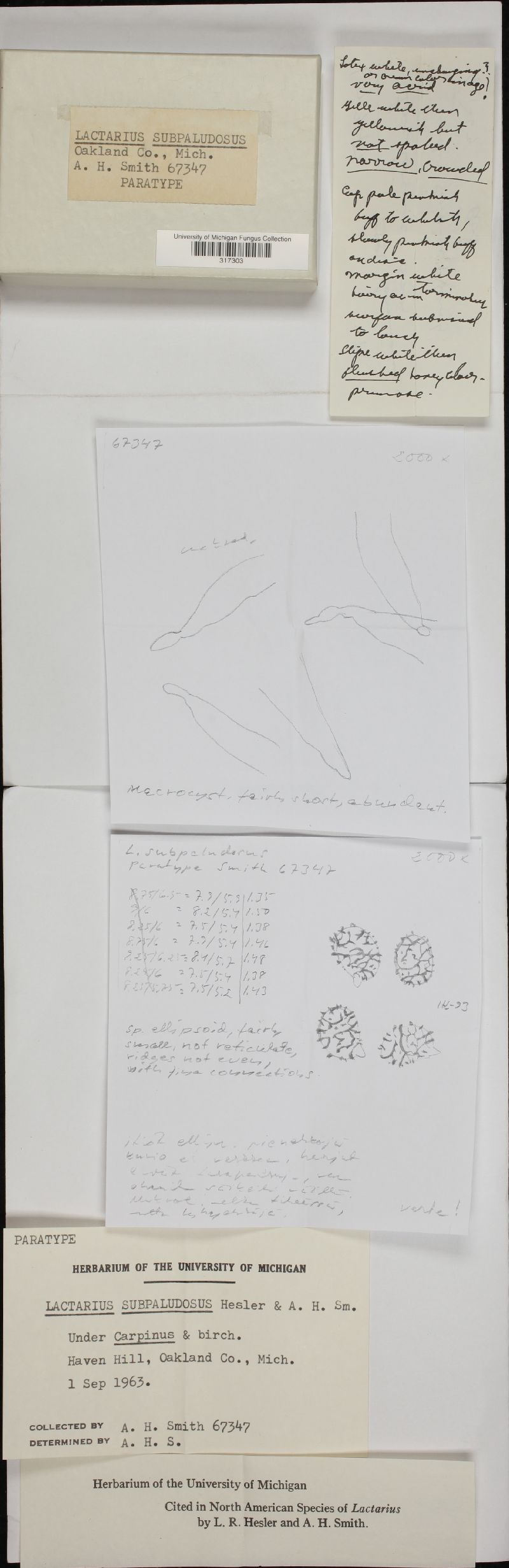 Lactarius subpaludosus image