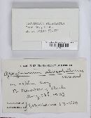 Geoglossum alveolatum image