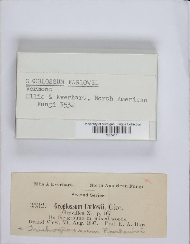 Geoglossum farlowii image