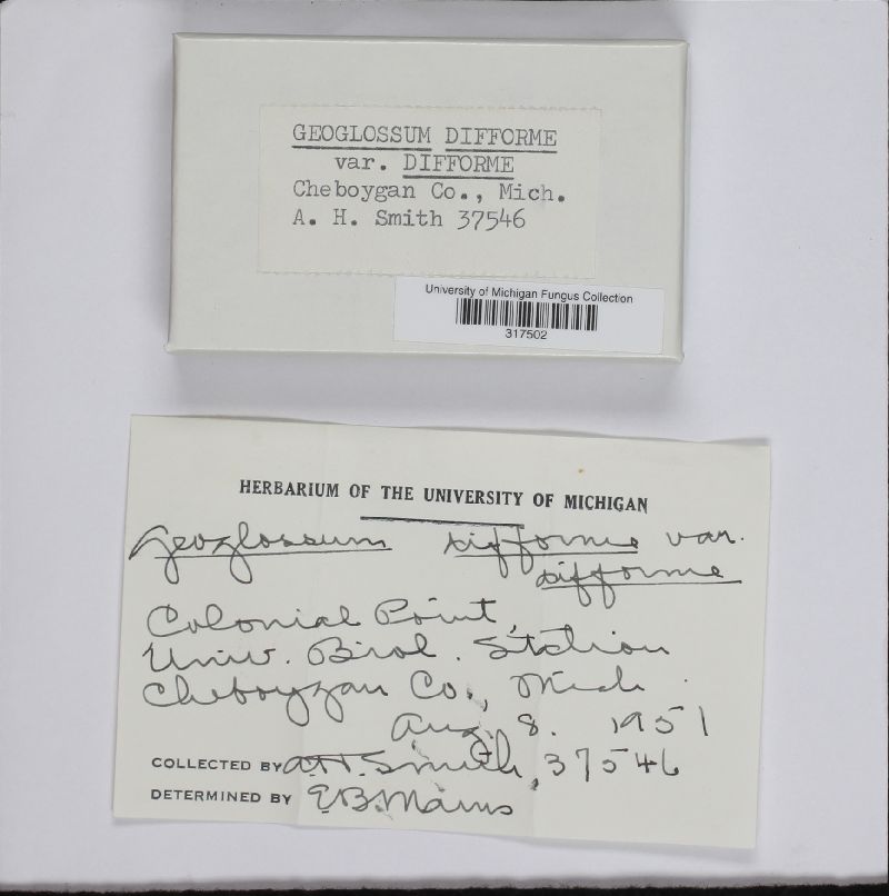 Geoglossum difforme var. difforme image