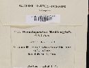 Pseudopeziza medicaginis image