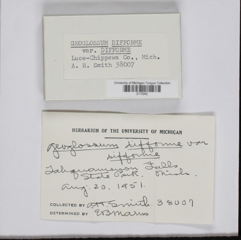 Geoglossum difforme var. difforme image
