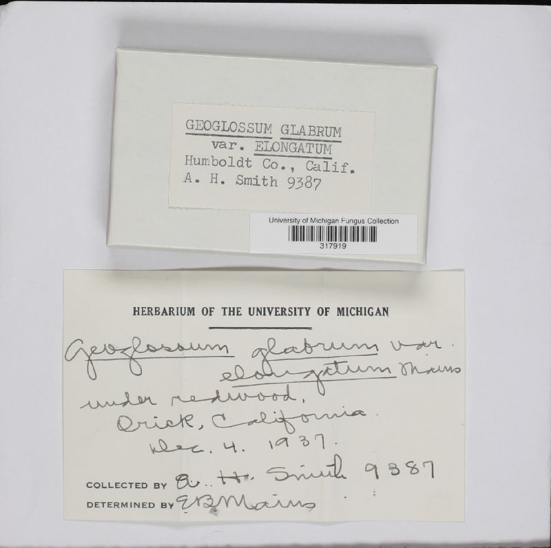 Geoglossum glabrum var. elongatum image