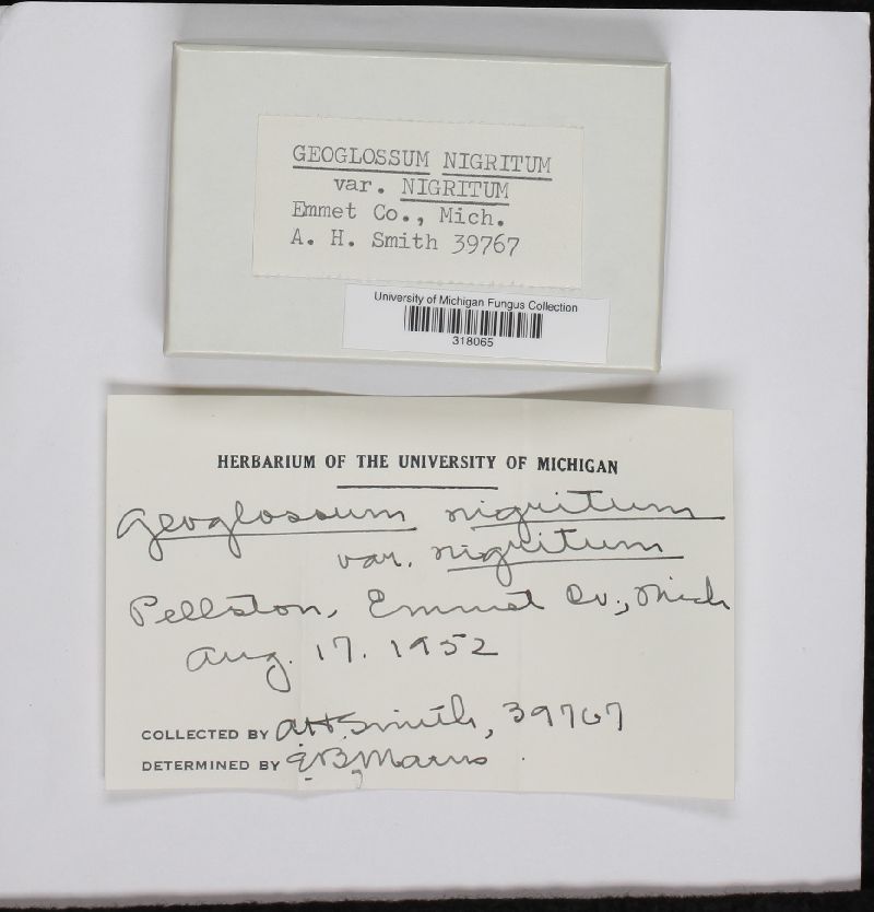 Geoglossum nigritum var. nigritum image