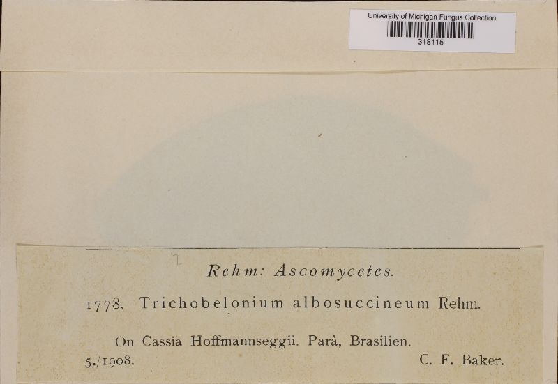 Trichobelonium albosuccineum image