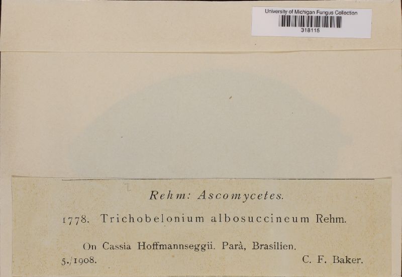 Trichobelonium albosuccineum image