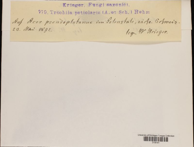 Trochila image