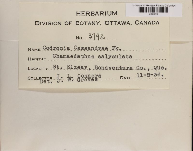 Godronia cassandrae image