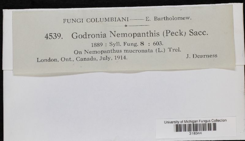 Godronia nemopanthis image