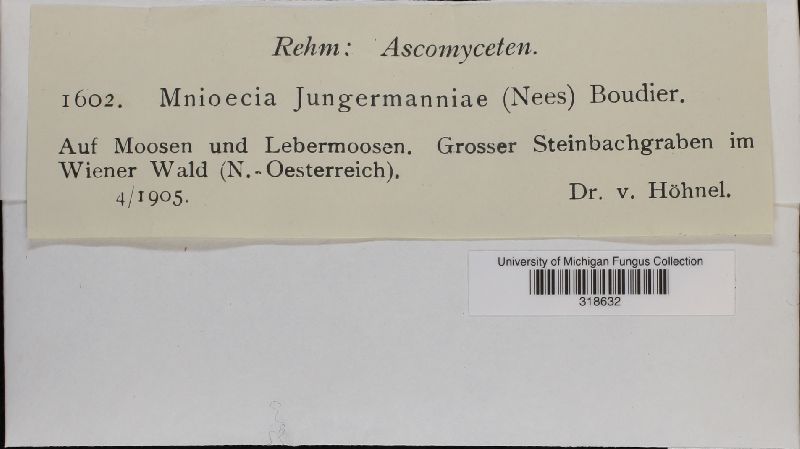 Mniaecia jungermanniae image