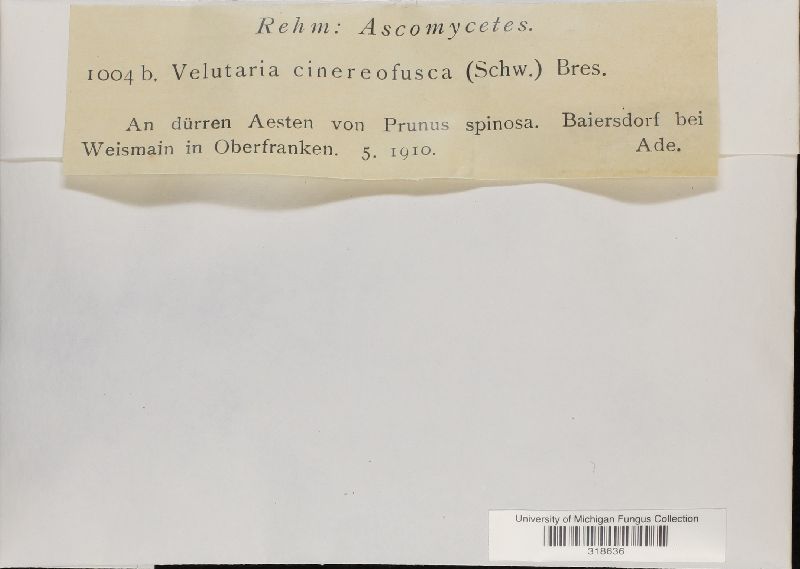 Velutaria cinereofusca image