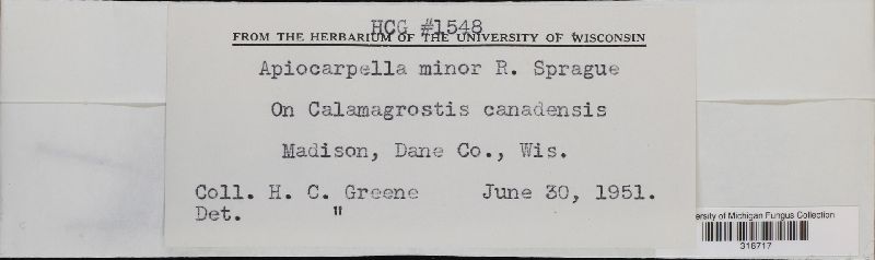 Apiocarpella minor image