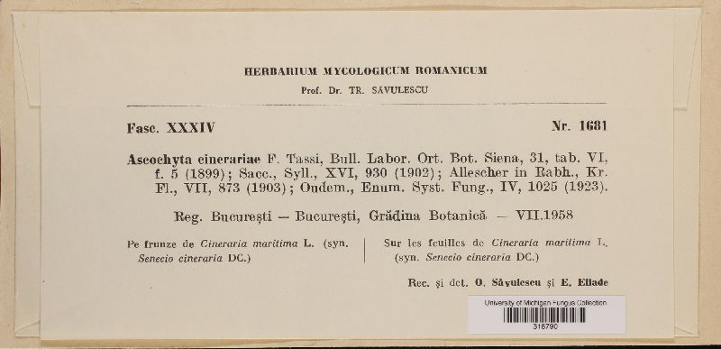 Ascochyta cinerariae image