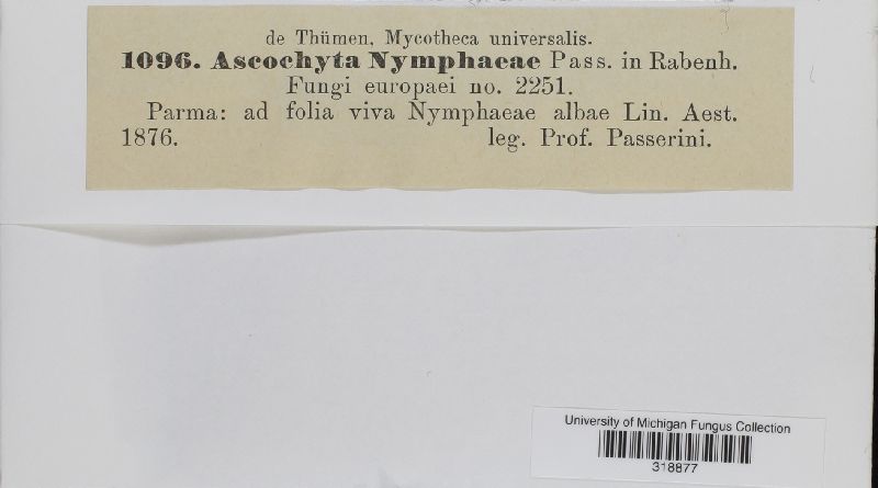 Colletotrichum nymphaeae image