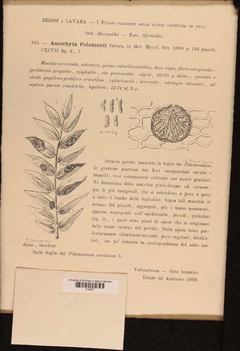 Ascochyta polemonii image
