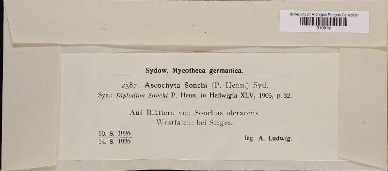 Ascochyta sonchi image