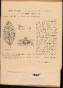 Ascochyta tini image