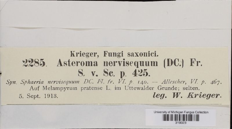Asteroma nervisequum image