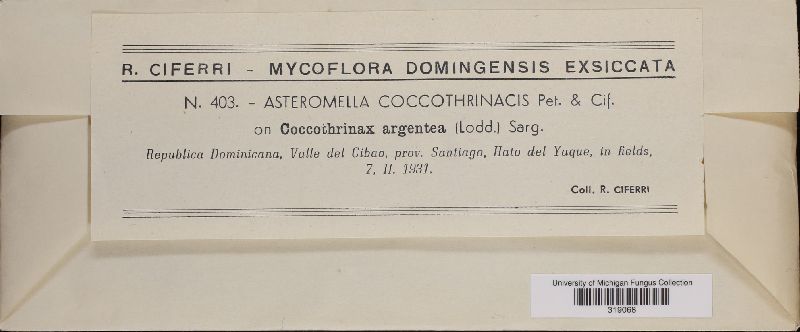 Asteromella coccothrinacis image