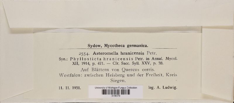 Asteromella quercifolii image
