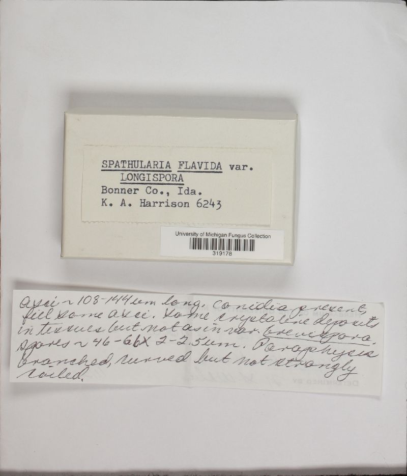 Spathularia flavida var. longispora image