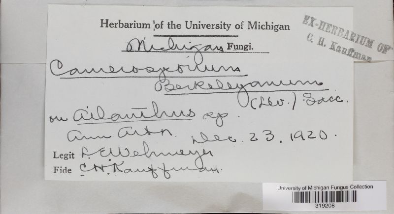 Camarosporium berkeleyanum image