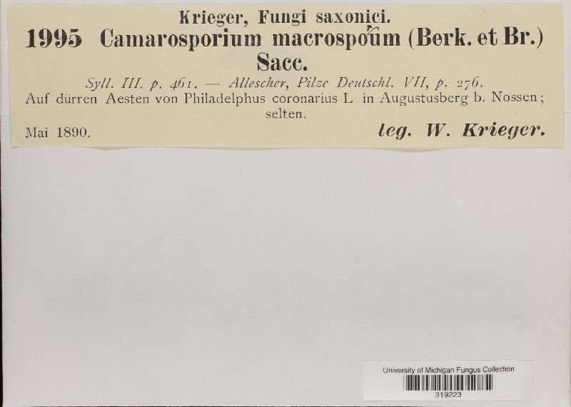 Camarosporium macrosporum image