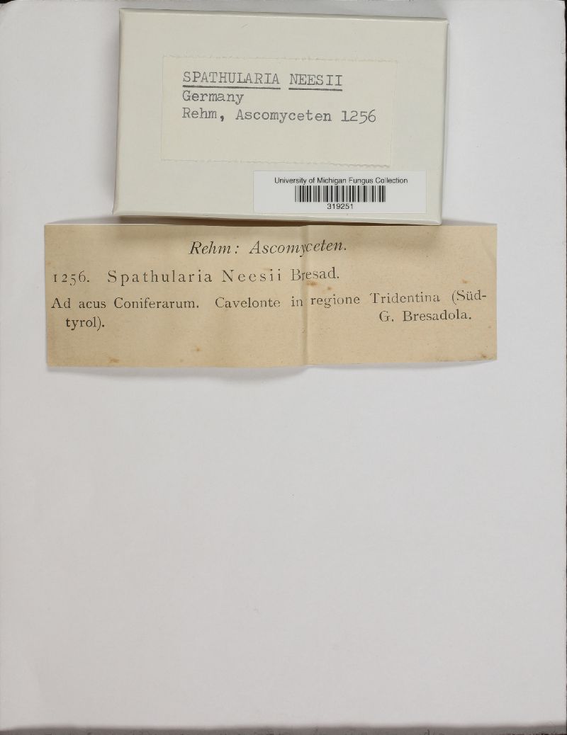 Spathularia neesii image
