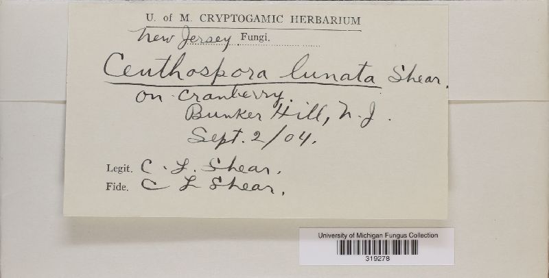 Phacidium lunatum image