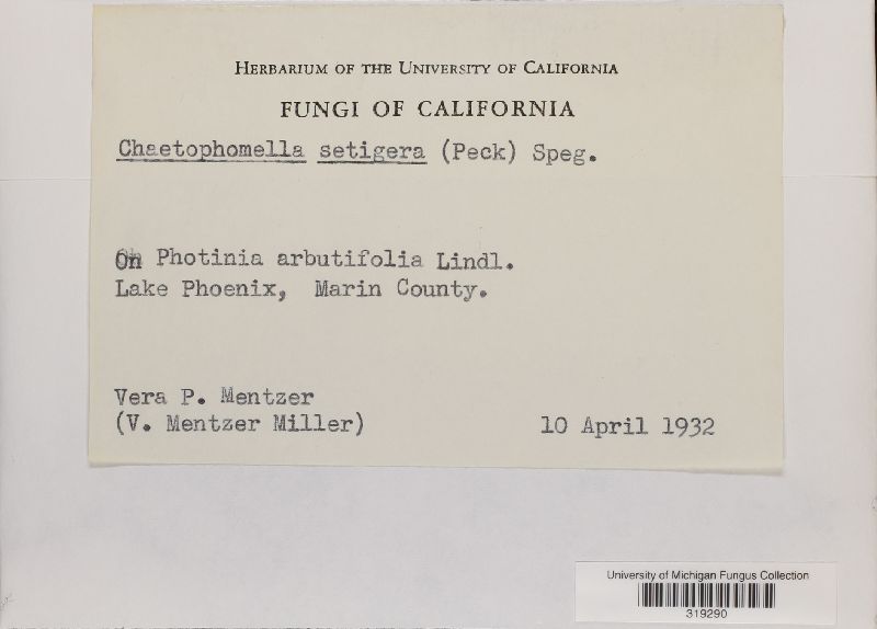 Chaetophoma setigera image