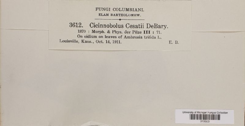 Cicinnobolus cesatii image