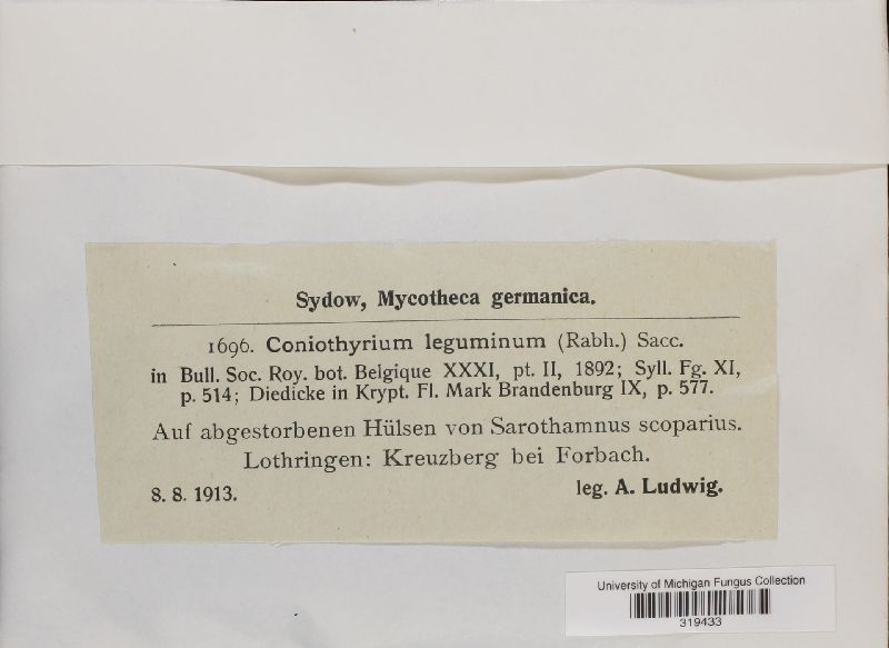 Coniothyrium leguminum image